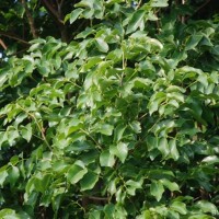 Xylocarpus rumphii (Kostel.) Mabb.